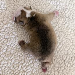 Dexter - Red brindle and white male Bulldog puppy in Conroe, Texas from Momma Bear’s bulldogs