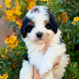 Buckeye - Tri-color male Bernedoodle puppy in Gilbert, Arizona from 5280 Bernedoodles