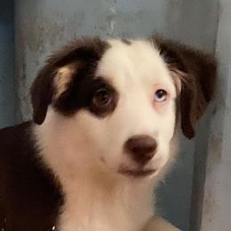 Bear - Miniature Australian Shepherd
