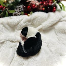 Boy 2 - Black and white male Border Collie puppy in Jonesboro, Arkansas from Hampton Border Collies