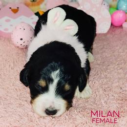 Milan - Tri-color female Bernedoodle puppy in Beecher, Illinois from Erica’s Doodles