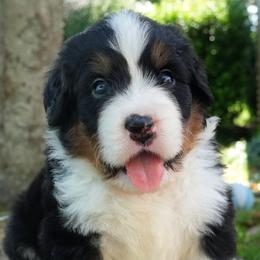 Avit - Tri-color male Bernedoodle puppy in Folsom, Louisiana from DoodlesFarmCo