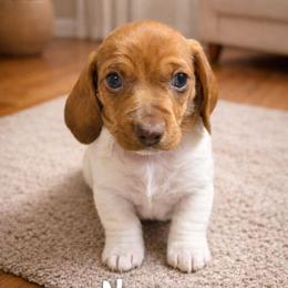 Nemo - Piebald male Dachshund puppy in New Caney, Texas from BouncinMiniWeenies