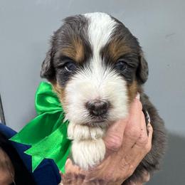 Green - Blue merle male Bernedoodle puppy in Petersburg, Michigan from Brittany’s Mini Bernedoodles