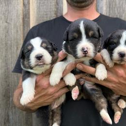 Australian Shepherd puppies from Scarlet Oak Aussies