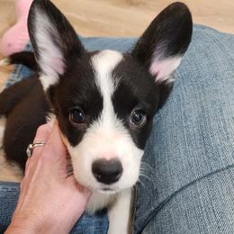 Caspian - Black and white male American Corgi puppy in Westminster, Maryland from Serendipity Corgi's