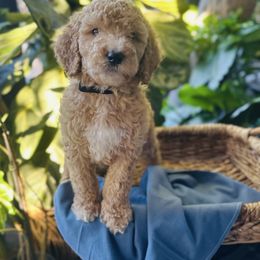Bentley - Apricot male Goldendoodle puppy in Los Angeles, California from LA’s Favorite Puppies
