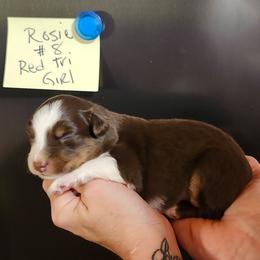 Rosie girl 8 - Red tri female Miniature Australian Shepherd puppy in Hampton, Tennessee from TC Farms Stock Dogs - Miniature Australian Shepherds