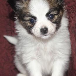 Papillon Puppies from Desert Mountain Papillons
