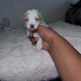 Pink collar - Red  female Goldendoodle puppy in Fort Myers, Florida from Gandystailsofjoy