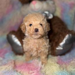 Latte - Apricot female Maltipoo puppy in San Diego, California from Maltipoos SD