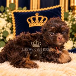 Prince Cooper - Chocolate and tan male Shih Tzu puppy in Xenia, Ohio from Crown & Tress Shih Tzu