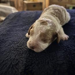 Holly - Light Purple Female - Parti female Goldendoodle puppy in Eunice, Louisiana from Maison De Pawz