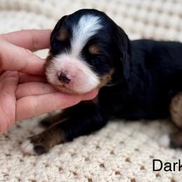 Dark blue collar boy - Tri-color male Bernedoodle puppy in Colorado Springs, Colorado from Mercy Mountain Bernedoodles