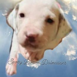 Dalmatian Puppies from Spotty Bottom Dalmatians