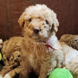 Amber - Caramel female Labradoodle puppy in Fostoria, Michigan from North Country Kennel Club