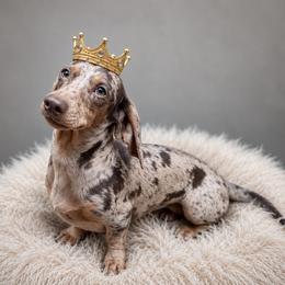 Countess - Dachshund