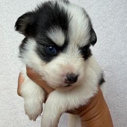 Dolly - Black and white female Pomsky puppy in Mc Minnville, Oregon from West Coast Pomskies