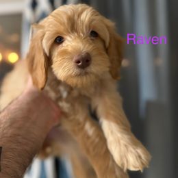 Raven - Australian Labradoodle puppy from Stony Brook Australian Labradoodles