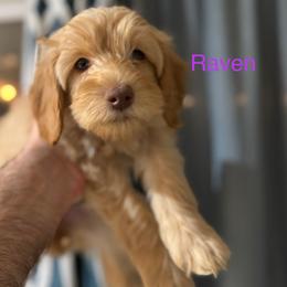 Raven - Australian Labradoodle puppy from Stony Brook Australian Labradoodles