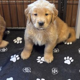 Mr Brown - Dark golden male Golden Retriever puppy in Ocala, Florida from Hidden Oaks Golden Retrievers