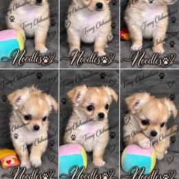 Noodles - Cream and white female Chihuahua puppy in Rocky Mount, Virginia from Teeny Chihuahuas