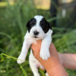 Adriatic - Black and white female Bernedoodle puppy in Russellville, Arkansas from Crossgate Doodles