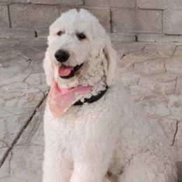 Goldendoodles from The Joy of Doodles