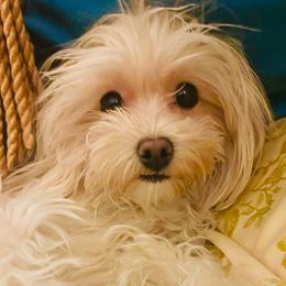 Zendeya - Maltipoo