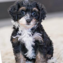 Flora - Tri-color female Bernedoodle puppy in Dundee, Ohio from Down Home Doodle