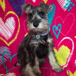 Lady - Salt and pepper female Miniature Schnauzer puppy in Anthony, Florida from Amanda Tragash