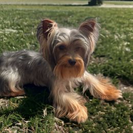 Ice - Yorkshire Terrier