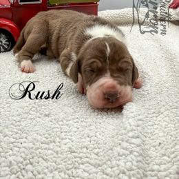 Rush - Chocolate and white female Great Dane puppy in Prairieville, Louisiana from Southern Barron Danes & Dachshunds