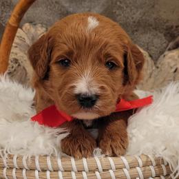 Boy 1 - Red  male Goldendoodle puppy in Warrior, Alabama from Elite Goldendoodles and Bernedoodles
