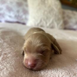 Duncan - Cream male Dachshund puppy in Temecula, California from Naomi Magee's Dachshund Kennel