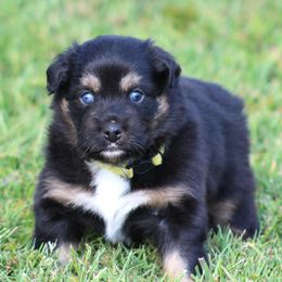 Meet Hunter  1 BLUE EYE  LOOK FOR MY VIDEO - Black tri-color male Australian Shepherd puppy in Cookeville, Tennessee from Spring Creek Aussies