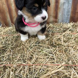 Girl 5 - Pembroke Welsh Corgi puppy in Payson, Utah from The Hoppers Back 40