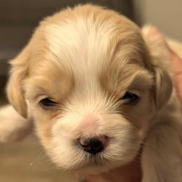 Hailey - Cream female Lhasa Apso puppy in Fort Worth, Texas from Cynthia's Lhasa Apsos