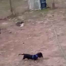 Dachshund Puppies from CLARK'S BREEDING PROGRAM
