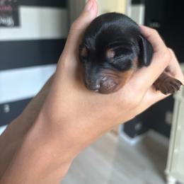 Bear - Black and tan male Dachshund puppy in Tomball, Texas from Gutierrez House of Doxies