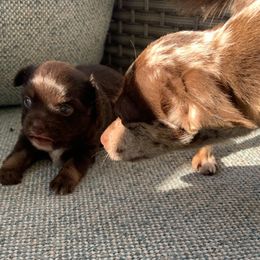 Chihuahua puppies from Tiny Hiney Farm Chihuahuas