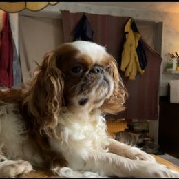 Dachshund and English Toy Spaniel Puppies from Draggonfly Manor