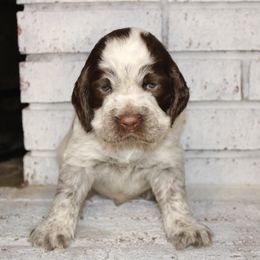 Boy 5 - English Springer Spaniel puppy in Swainsboro, Georgia from Sweet Georgia Springers