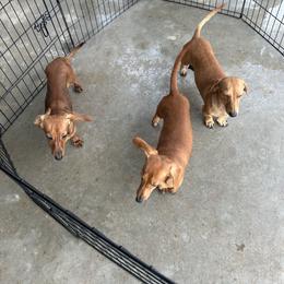 Cash - Red male Dachshund puppy in El Paso, Texas from Stella's Lone Star Kennels
