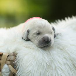 Alaina - Light golden female Golden Retriever puppy in Morris, Minnesota from Midwest English Cream Goldens