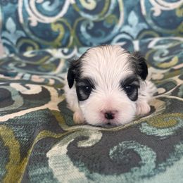 Miss Pink Collar - female Mal-Shi puppy in Poolville, Texas from Tx Pups