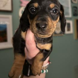 Paulie - Black and tan male Dachshund puppy in Jacksonville, North Carolina from Lizzie’s Doxies