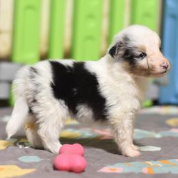 Bonbon - Blue merle white and tan female Shetland Sheepdog puppy in Wolcott, Indiana from Southside Shelties