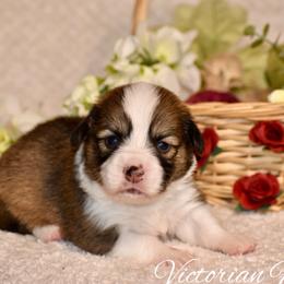 Locust - Sable male Pembroke Welsh Corgi puppy in East Canton, Ohio from Victorian Farms
