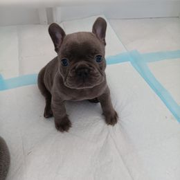 French Bulldog Puppies from Cassandra Hayes
